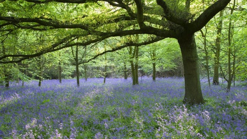 Bluebells carpet the woodland to the West of the house at Speke Hall, Merseyside